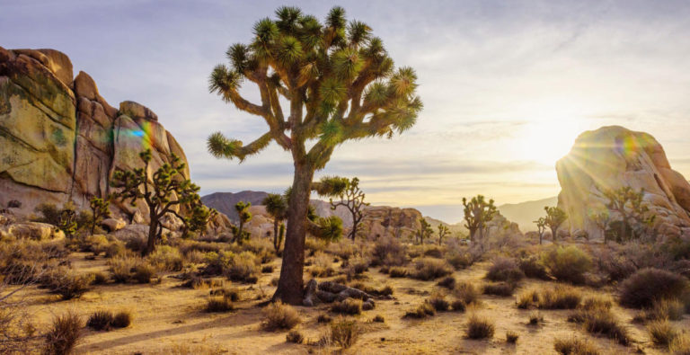 Joshua Tree image
